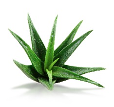 Aloe