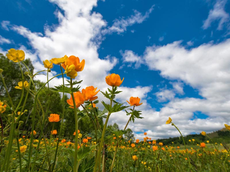 Primavera pressione bassa