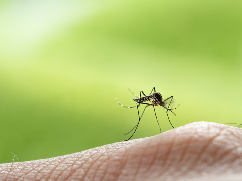 Proteggersi dalle zanzare
