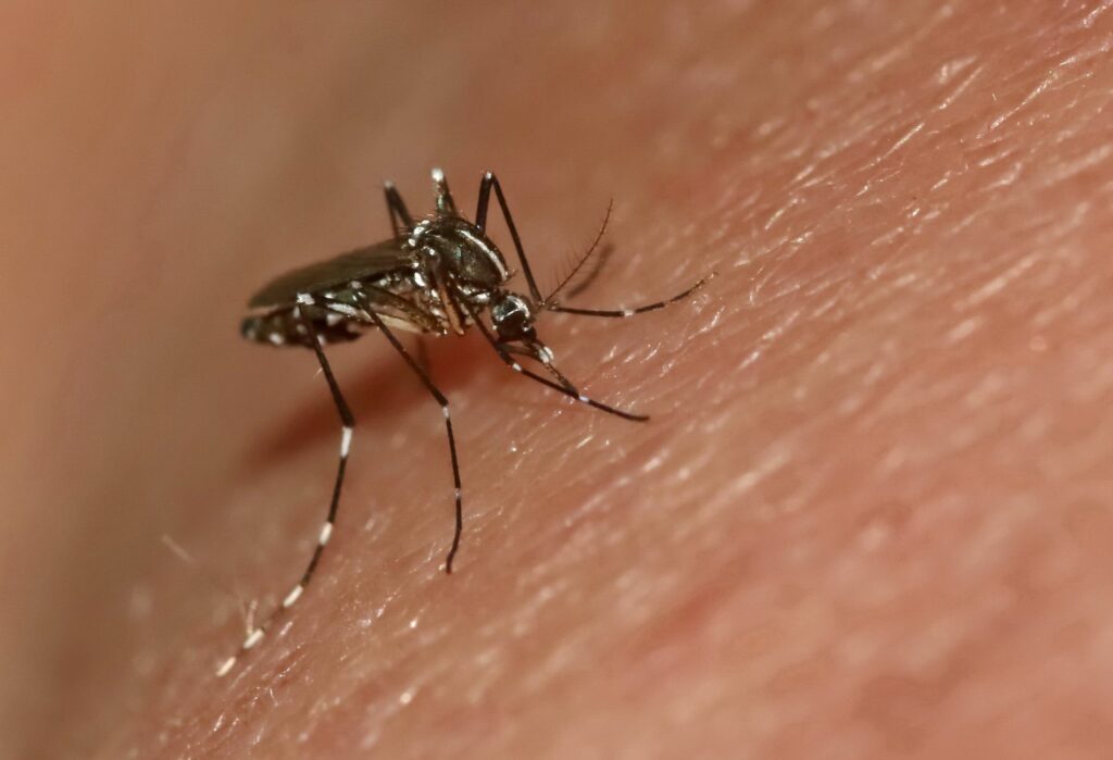 Zanzare specie e diffusione